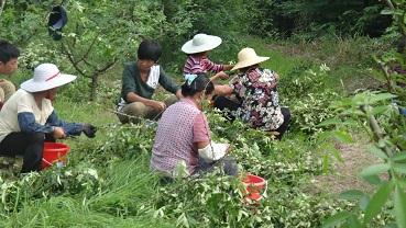 悦来镇引种藤椒助农增收