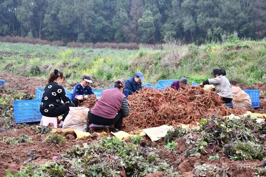 “粮食+中药材”套种轮作，积金镇闲置坡地变身“致...